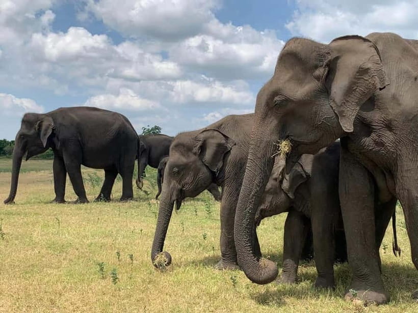From Ella: Yala Safari & Drop at : Arugambay - Why this Ella to Arugam Bay route is useful