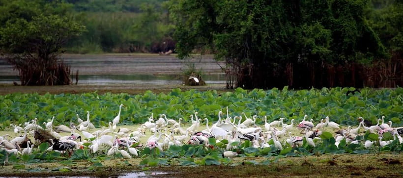 From Ella: Yala Safari & Drop at : Arugambay - Wildlife targets, from elephants to sloth bears
