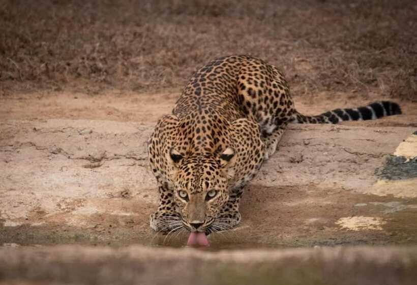 From Ella: Yala Safari & Drop at : Arugambay - The onward transfer to Arugam Bay