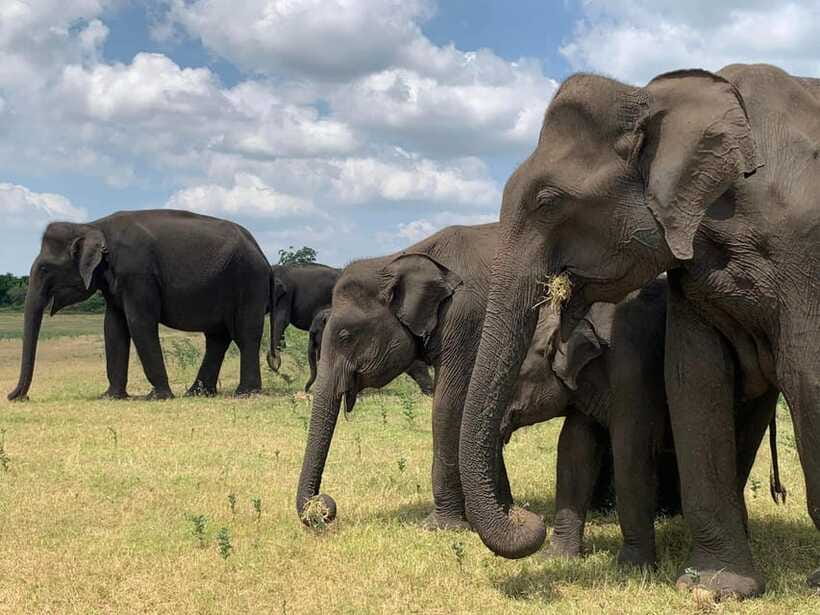 From Ella: Yala Safari & Drop at : Arugambay - What the $97 price really covers