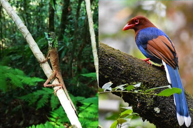 From: Ella - YALA Safari - Drop off: Arugam Bay / Arugambay - Game Drive One: Yala from 6 a.m. to 8 a.m.