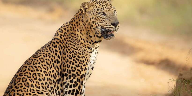 From Ella - Yala Safari - Drop-off : Galle/Mirissa/Hikkaduwa - Key points at a glance