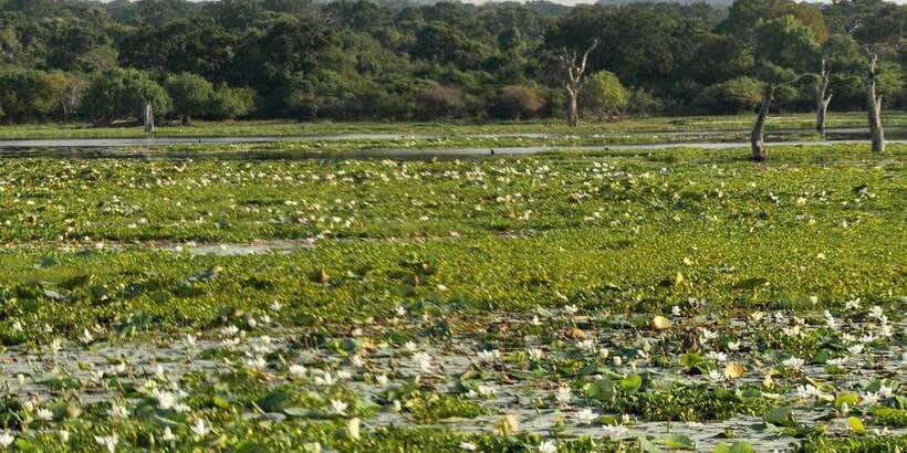 From Ella - Yala Safari - Drop-off : Galle/Mirissa/Hikkaduwa - The long road to Galle, Mirissa, or Hikkaduwa