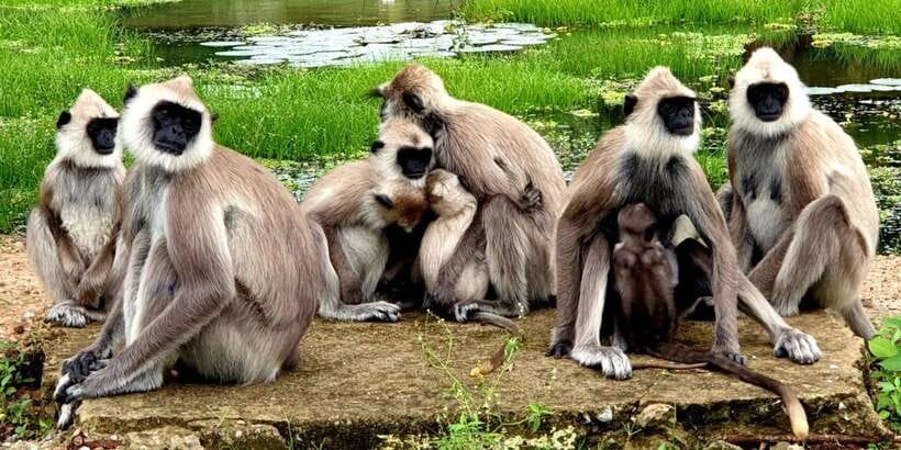From Ella - Yala Safari - Drop-off : Galle/Mirissa/Hikkaduwa - What the $37 price does and does not cover