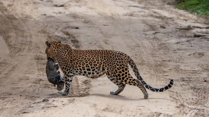 From Ella: Yala Safari & Transfer to Tangalle/Mirissa/Galle - Is the $29 price worth it?