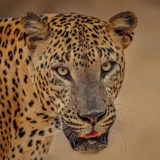 From Ella: Yala Safari & Transfer to Tangalle/Mirissa/Galle - What this Ella to Yala trip really is