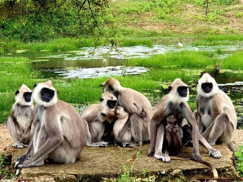 From Ella: Yala Safari & Transfer to Tangalle/Mirissa/Galle - Four hours inside Yala National Park