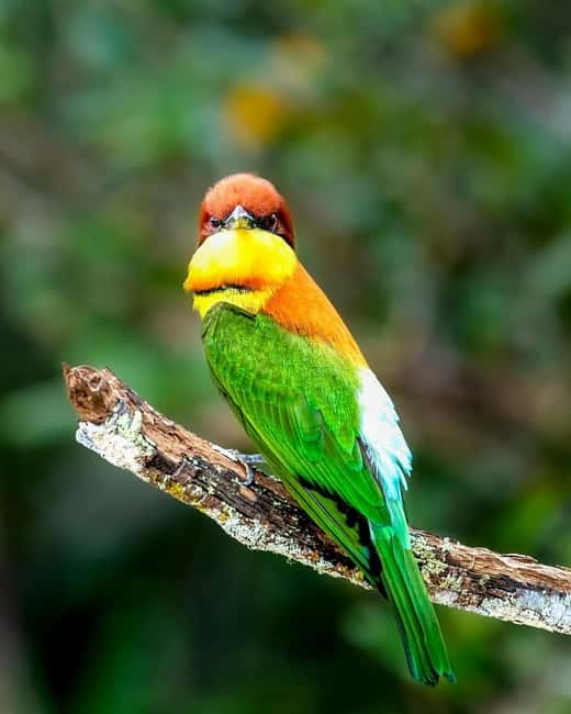 From Ella: Yala Safari & Transfer to Tangalle/Mirissa/Galle - Pickup and drop-off choices