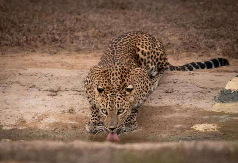 From Ella: Yala Safari with Tangalle/Mirissa/Galle Drop-off - Why this Ella to Yala route makes sense