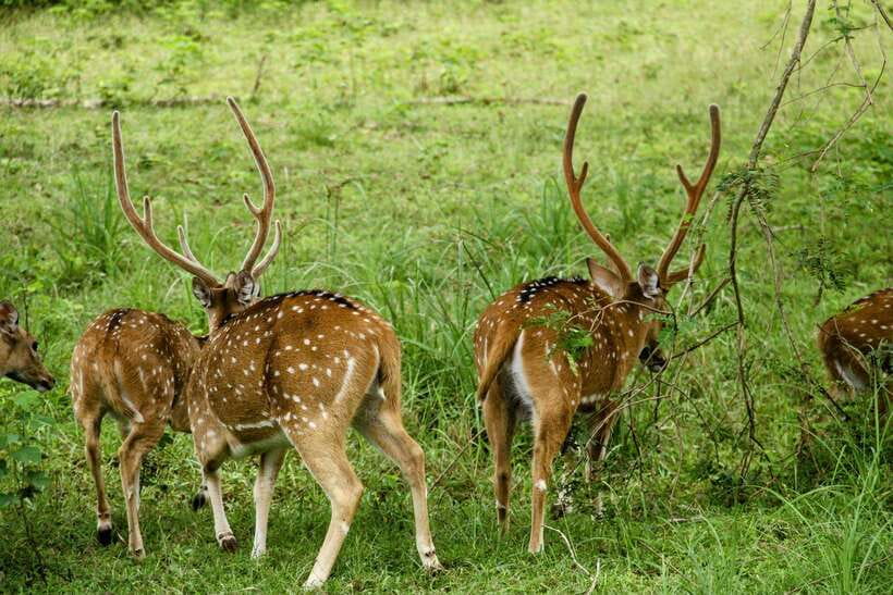 From Ella: Yala Safari with Tangalle/Mirissa/Galle Drop-off - Food, drinks, and the practical breaks