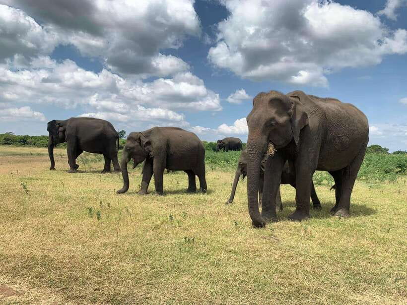 From Ella: Yala Safari with Tangalle/Mirissa/Galle Drop-off - The beach drop-off that saves time