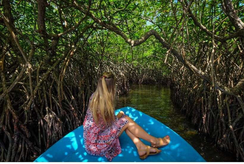 From Galle: Exclusive Madu River Safari & Turtle Hatchery - Why Madu Ganga works as a half-day outing