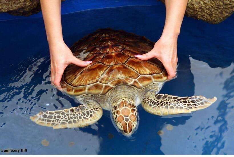 From Galle: Exclusive Madu River Safari & Turtle Hatchery - Is $75 per person fair value?