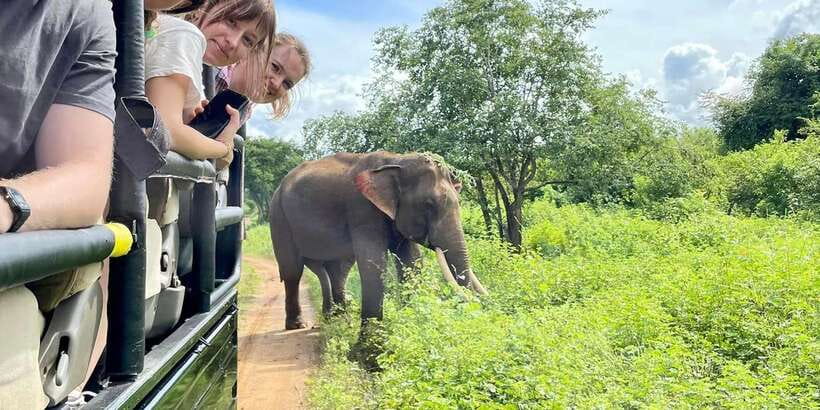 From Galle/Hikkaduwa/Mirissa Trip to Udawalawe Safari Tour - The real cost of a $69 safari