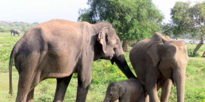 From Galle/Hikkaduwa/Mirissa Trip to Udawalawe Safari Tour - Three hours among elephants and open country