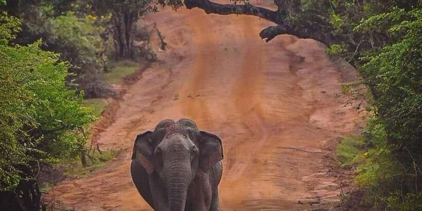 From Galle/Hikkaduwa/Mirissa Trip to Udawalawe Safari Tour - The Elephant Transit Home is more than a photo stop