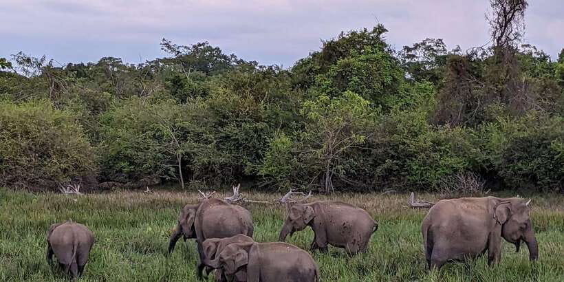 From Galle/Hikkaduwa/Mirissa Trip to Udawalawe Safari Tour - Morning or afternoon safari?