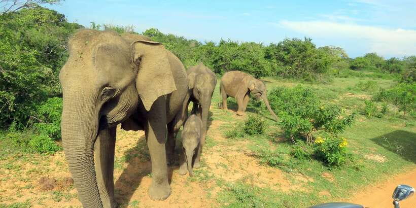 From Galle/Mirissa/Hikkaduwa- Udawalawe National Park Safari - Two hours at the Elephant Transit Home