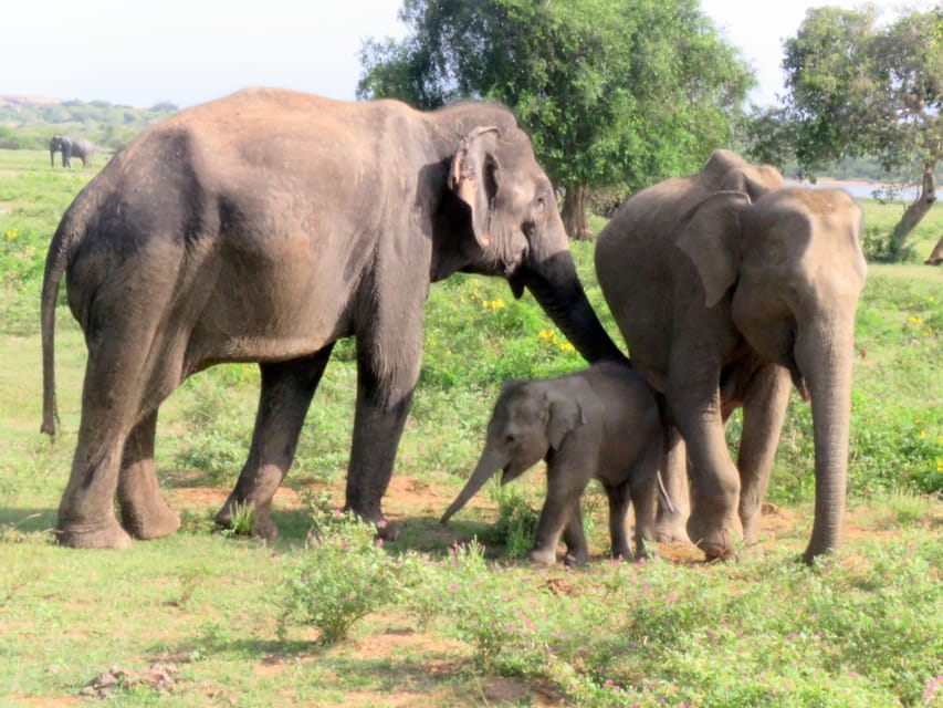From Galle/Mirissa/Hikkaduwa- Udawalawe National Park Safari - Booking details that affect your decision