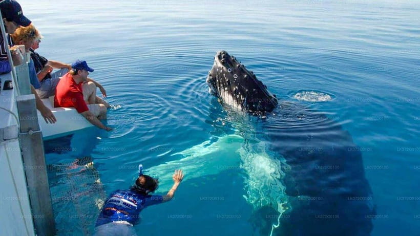 From Galle: Mirissa morning whale watching tour - Why Mirissa is one of Sri Lanka’s best whale-watching bases