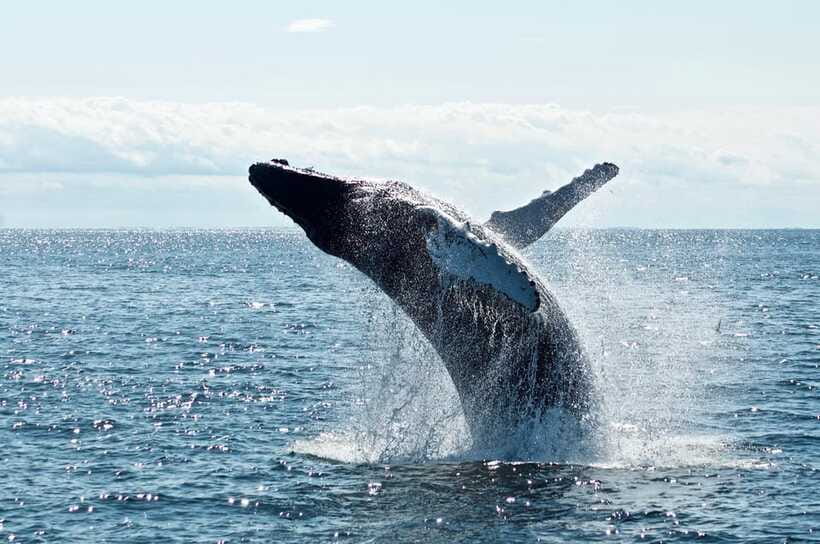From Galle: Mirissa morning whale watching tour - The best and weakest parts of the schedule