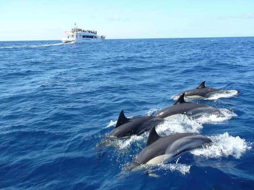 From Galle: Mirissa morning whale watching tour - Who will enjoy this trip most?
