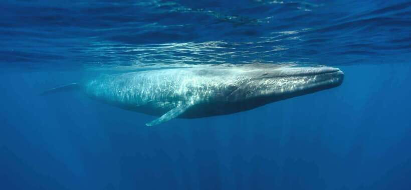 From Galle: Mirissa morning whale watching tour - The 6:30 AM start from Mirissa
