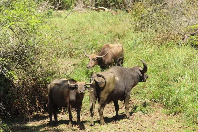 From Galle/ Mirissa/ Tangalle : Udawalawa Safari & Drop Ella - Wildlife watching when the park is busy