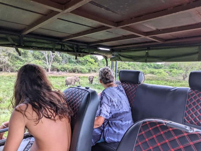 From Galle/ Mirissa/ Tangalle : Udawalawa Safari & Drop Ella - Baby elephants at the Elephant Transit Home