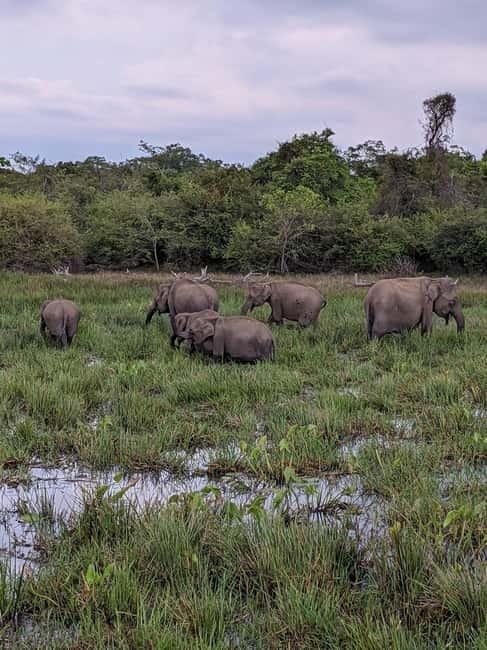 From Galle/ Mirissa/ Tangalle : Udawalawa Safari & Drop Ella - The ride from the coast to Udawalawe