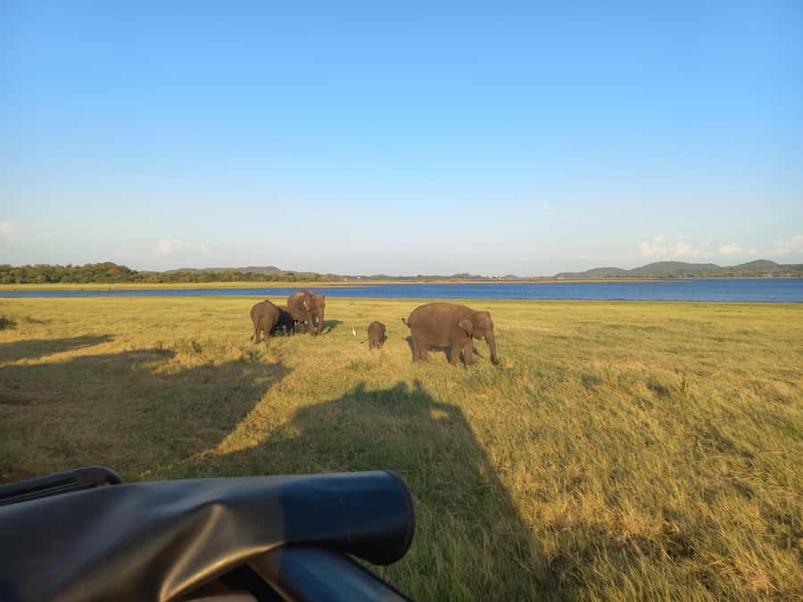 From Habarana: Minneriya National Park 4x4 Jeep Safari - FAQ