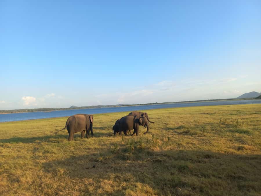 From Habarana: Minneriya National Park 4x4 Jeep Safari - Minneriya Lake and the Historic Dam