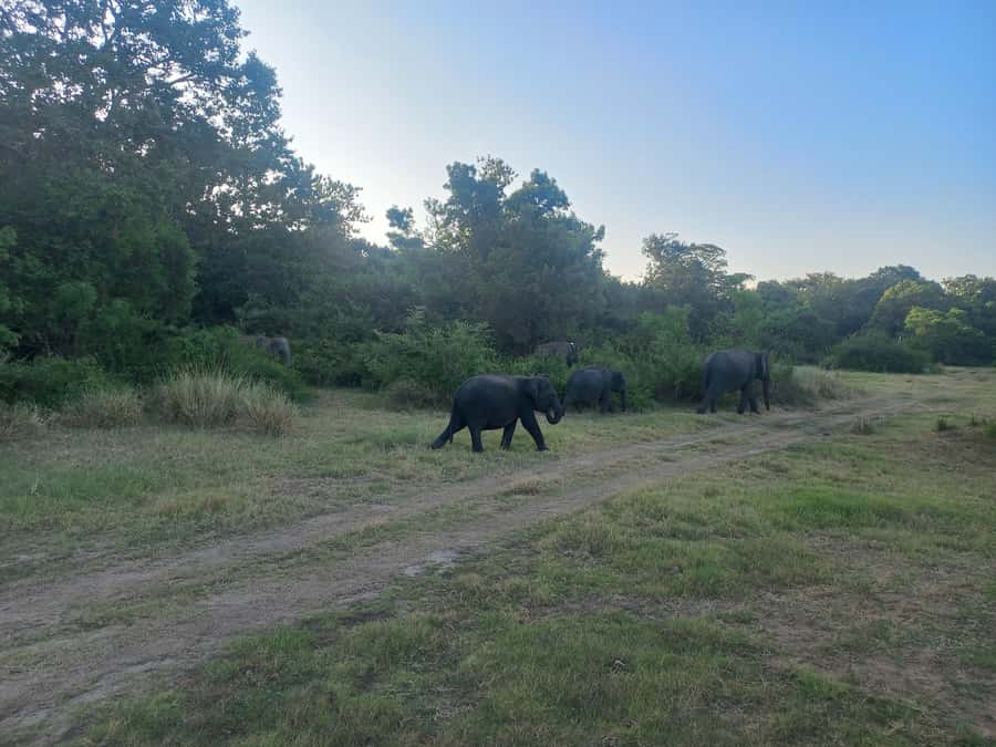 From Habarana: Minneriya National Park 4x4 Jeep Safari - What the $45 Price Really Covers