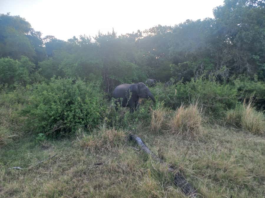 From Habarana: Minneriya National Park 4x4 Jeep Safari - Practical Tips for a Better Game Drive