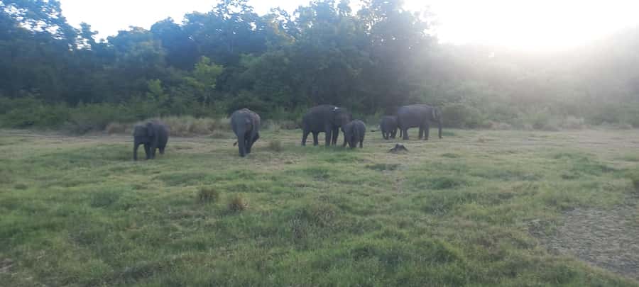 From Habarana: Minneriya National Park 4x4 Jeep Safari - Should You Book the Minneriya Jeep Safari?