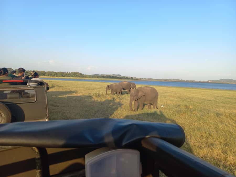 From Habarana: Minneriya National Park 4x4 Jeep Safari - The Elephant Search at Minneriya