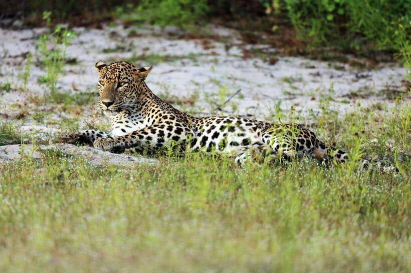 From Hambantota Port: Yala National Park Private Safari - Is $142 Per Person Good Value?