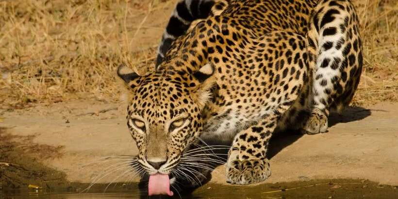 From Hikkaduwa/ Galle/ Mirissa - Yala National Park Safari - Key points before you book