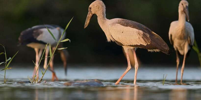 From Hikkaduwa/ Galle/ Mirissa - Yala National Park Safari - Should you book the Yala National Park safari?