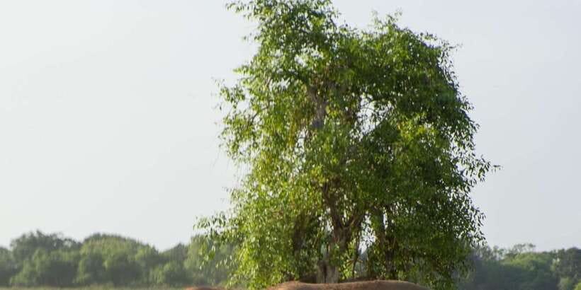 From Hikkaduwa/ Galle/ Mirissa - Yala National Park Safari - Timing, pickup, and the long return
