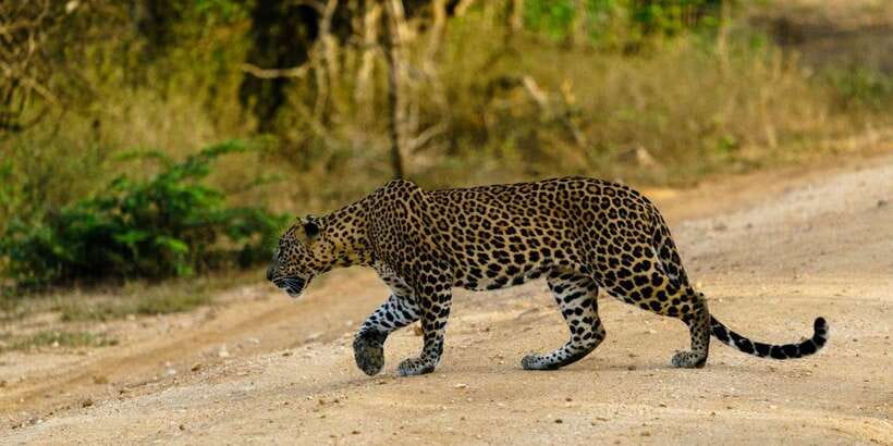 From Hikkaduwa/ Galle/ Mirissa - Yala National Park Safari - Who will get the most from this trip