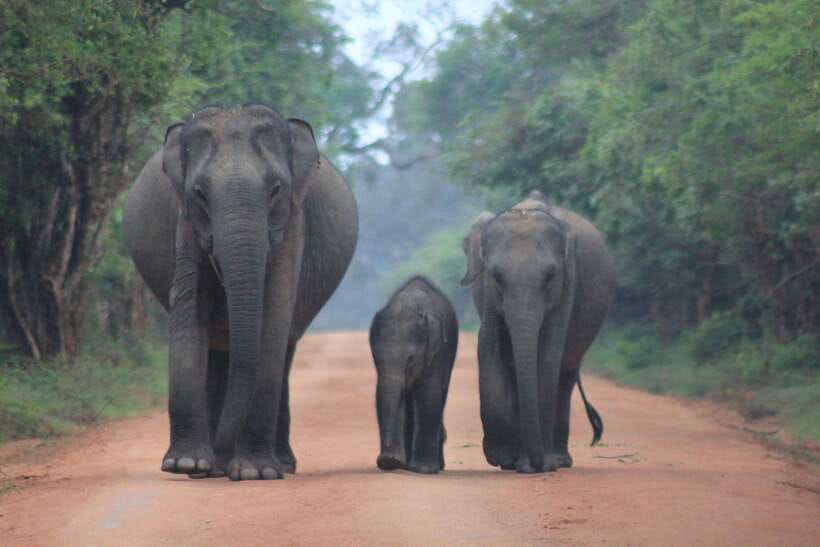 From: Hikkaduwa/ Galle/ Unawatuna/ Talpe - YALA Safari - Why Yala is worth the long ride
