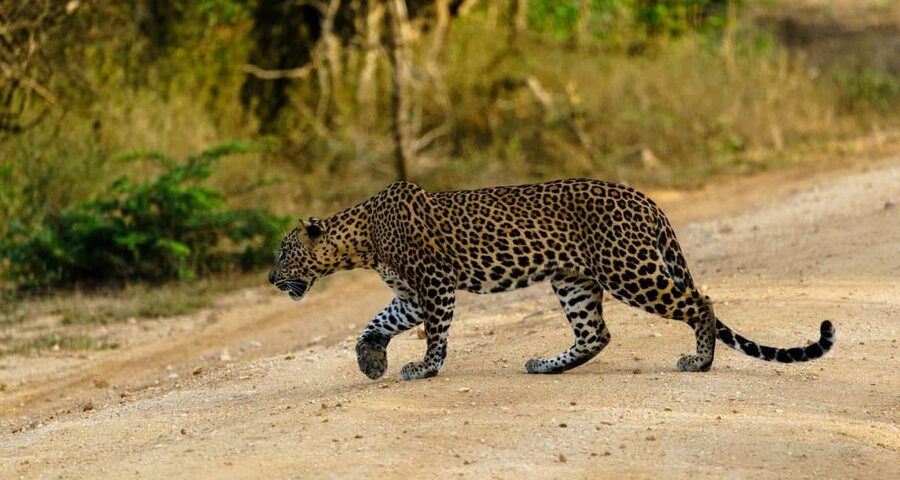 From Hikkaduwa/Mirissa/Galle/Tangalle - Yala Leopard Safari - Yala Safari at a Glance