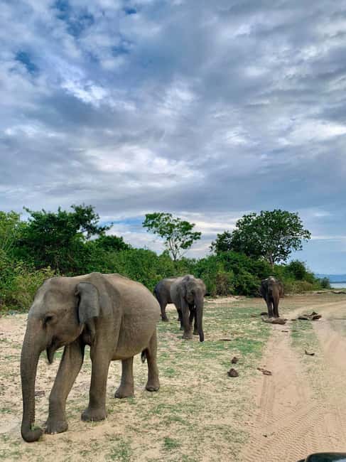 From Hikkaduwa/Mirissa/Galle/Tangalle - Yala Leopard Safari - The Long Road to Yala
