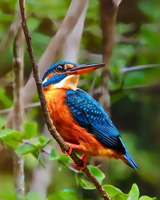 From Hikkaduwa/Mirissa/Galle/Tangalle - Yala Leopard Safari - How Good Is the $41 Price?