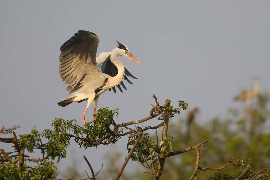 From Hikkaduwa/Mirissa/Galle/Tangalle - Yala Leopard Safari - The Wildlife You Are Most Likely to Hope For
