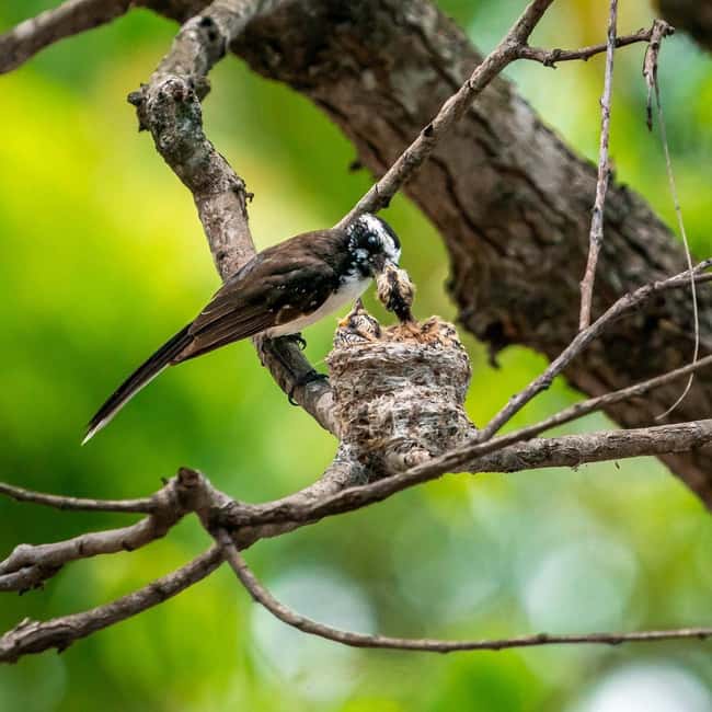 From Hikkaduwa/Mirissa/Galle/Tangalle - Yala Leopard Safari - Guide and Driver Service