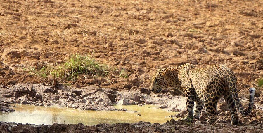 From Hikkaduwa/Mirissa/Galle/Tangalle - Yala Leopard Safari - Booking Flexibility and Basic Planning