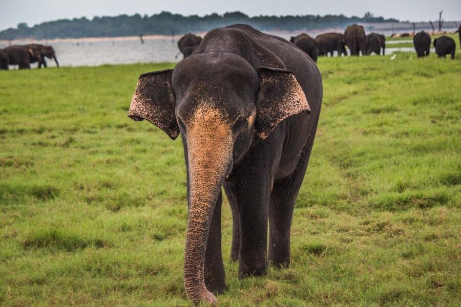 From Hikkaduwa: Udawalawe National Park Safari Tour - Rain, sightings, and the limits of a safari