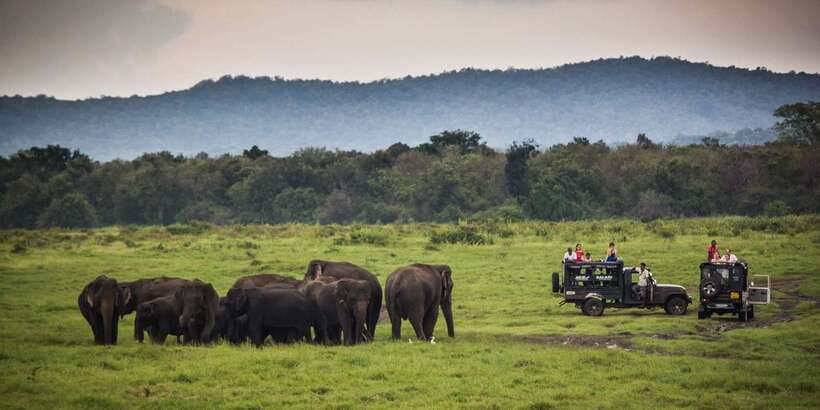 From Hikkaduwa: Udawalawe National Park Safari Tour - Who will enjoy this safari most?
